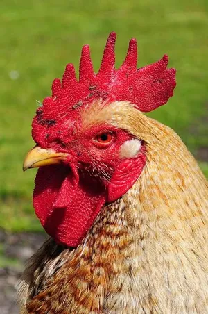 Chickens, Sparrows and Penises: Why the World's Slang Converged on Birds
